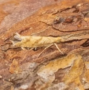 Ypsolopha sylvella - 27th August 2025 - Belper - Dave Newcombe