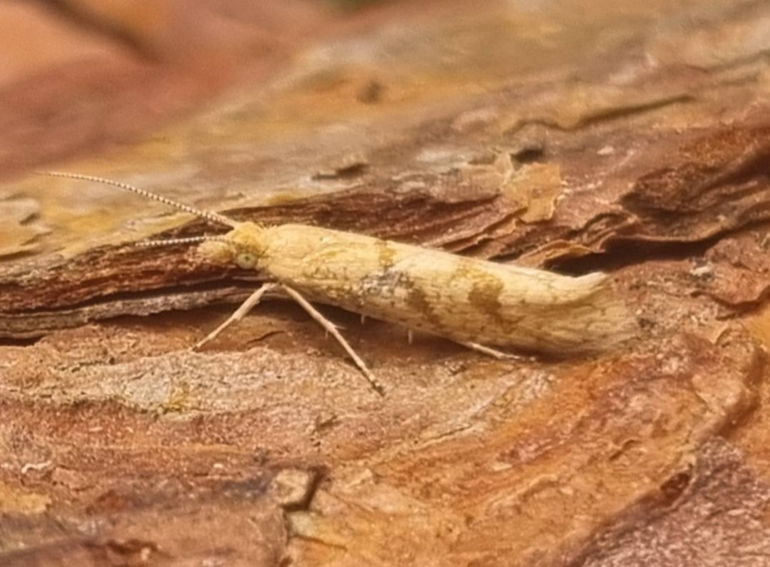 Long-barred Ochre