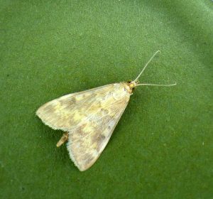 Ostrinia nubilalis - 2nd record - 24th August 2025 - Findern- Brian Hallam