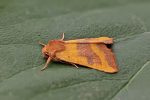Moth Trap 19th/20th August 2025