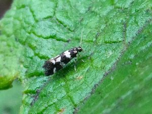 Denesia albimaculea - 2nd June 2021 -Breaston - Steve Thorpe