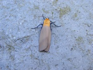 Four-spotted Footman - 14th June 2025 - Midway - M.Williams (iRecord)
