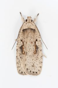 Agonopterix ocellana - 12th/13th August - Chisworth - Christian Heintzen 