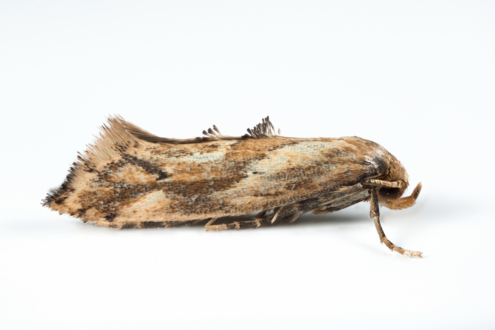 Epermenia falciformis - 12/13th Aug 2025 - Chisworth - Christian Heintzen