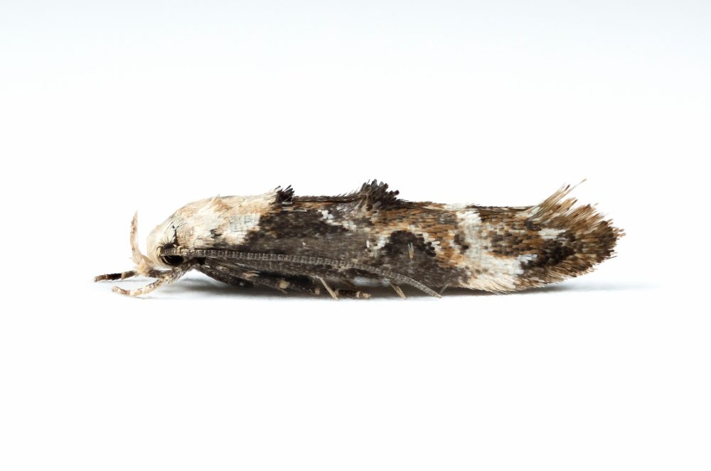 Mompha lacteella - 14th August 2025 - Glossop - Christian Heintzen