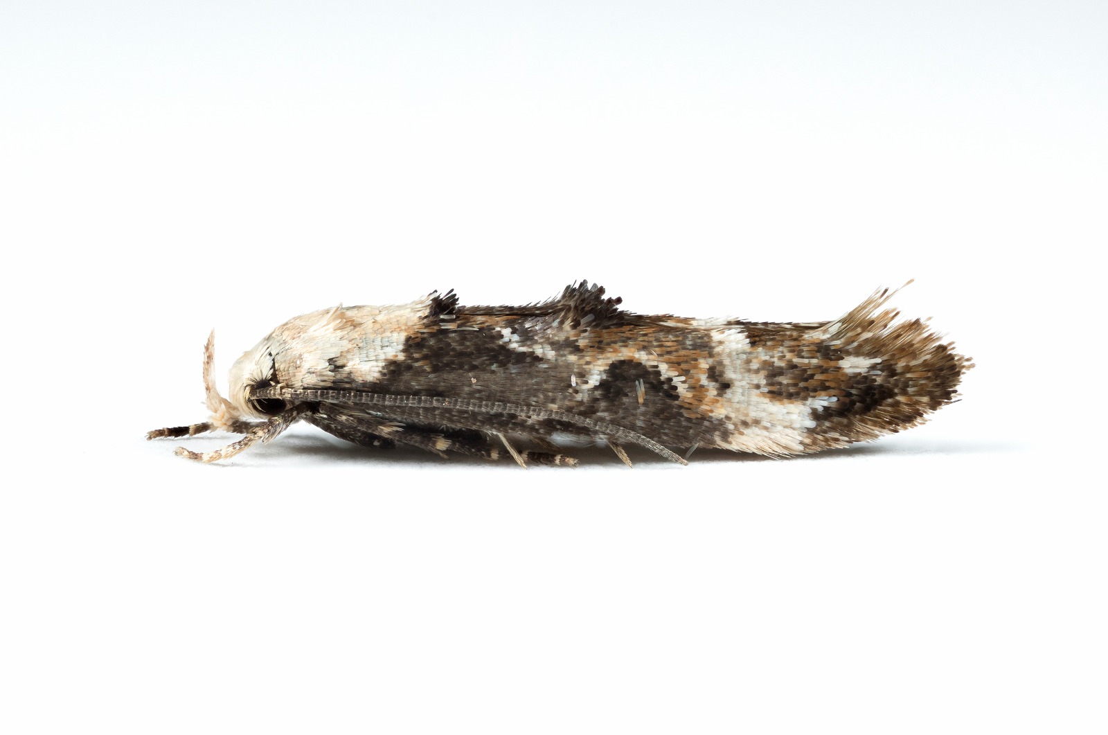 Buff-headed Mompha