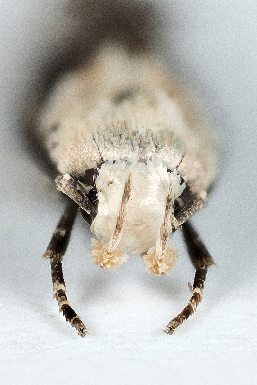 Mompha lacteella  - showing the so called bark band- 14th August 2025 - Glossop - Christian Heintzen