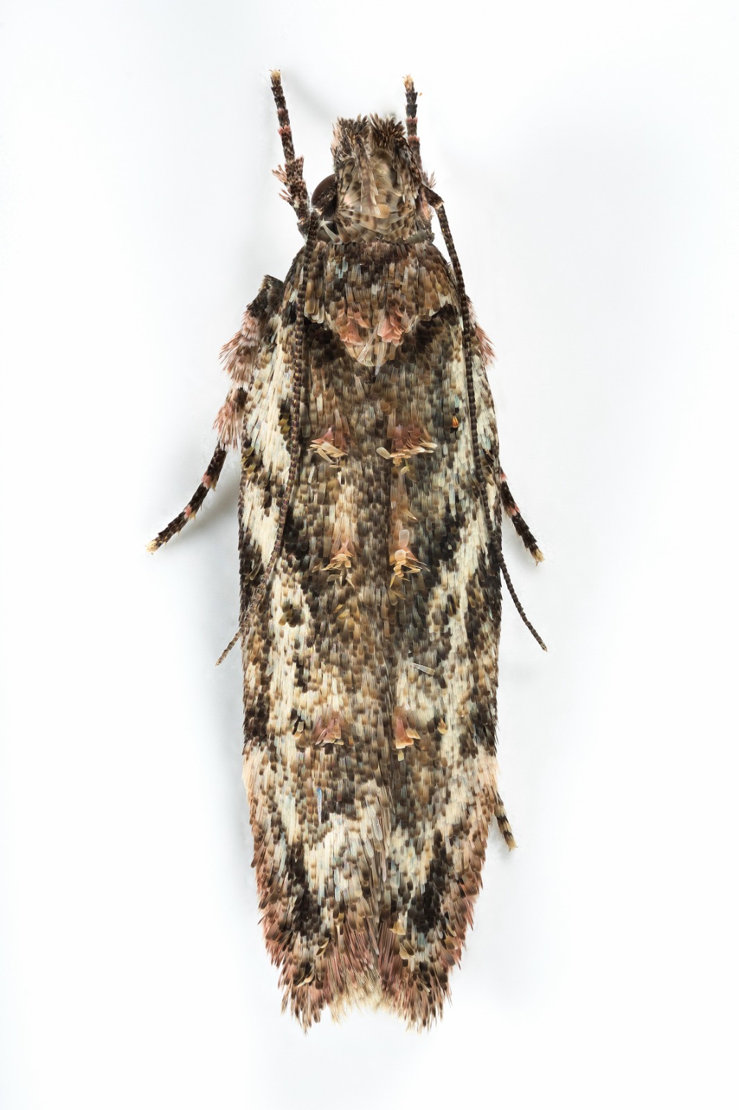 Psoricopetra gibbosella - 5th August 2025 - Dinting - Christian Heintzen