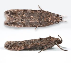 Teleiopsis diffinis - 22nd August 2025 - Glossop - Christian Heintzen