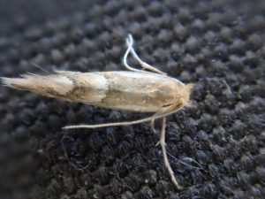 Phyllonrycter dubitella - 8th August 2020 - Buxton Steve Orridge