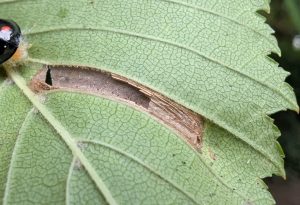 Phyllonorycter tristrigella - 22nd August 2025 - Norton Lees -Pete Mella