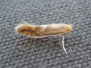 Phyllonrycter dubitella - 8th August 2020 - Buxton Steve Orridge