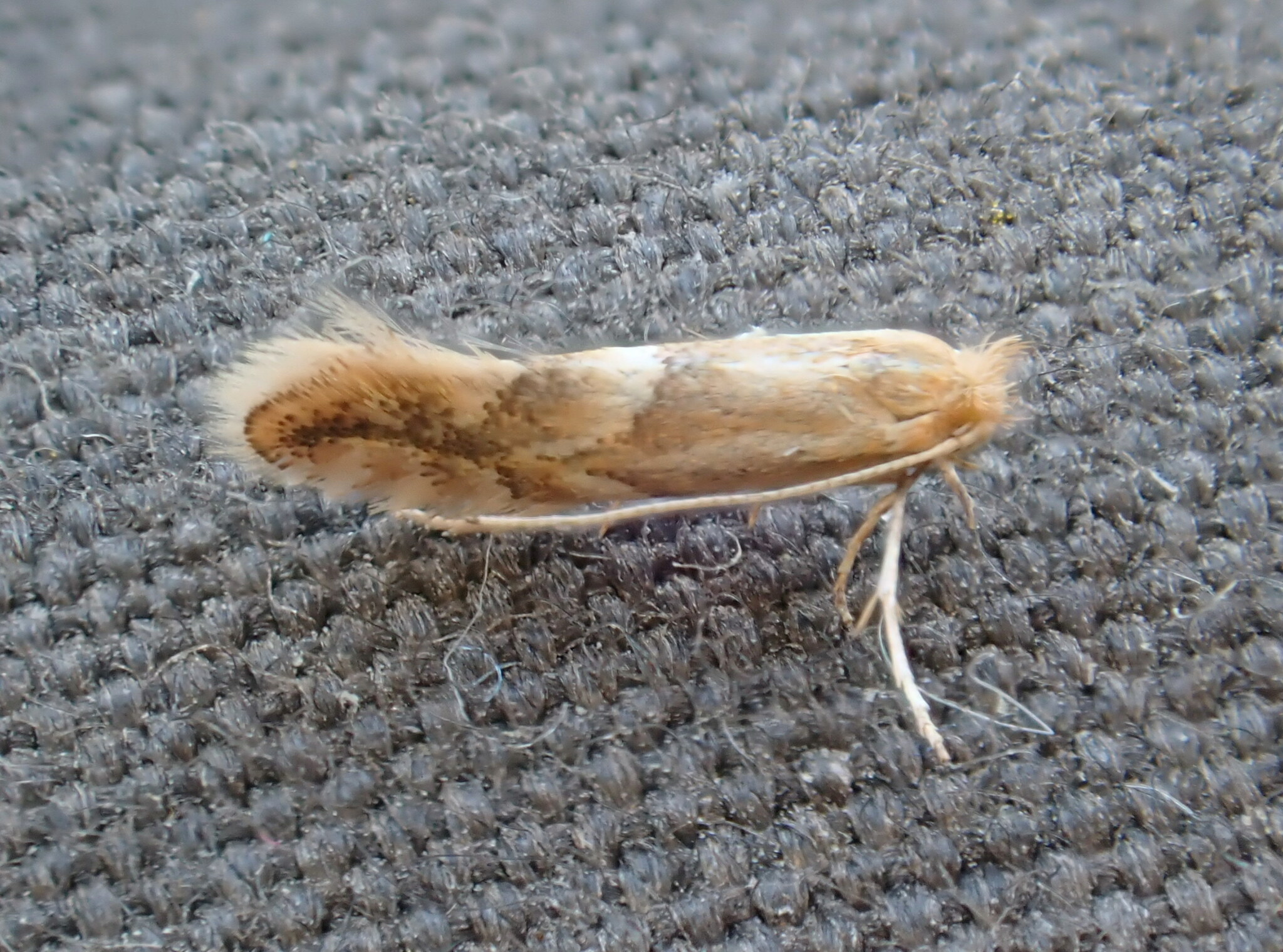 Goat Willow Leaf-miner