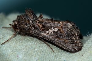 Ni Moth - 15th August 2025 - Allestree - Stephen Plant