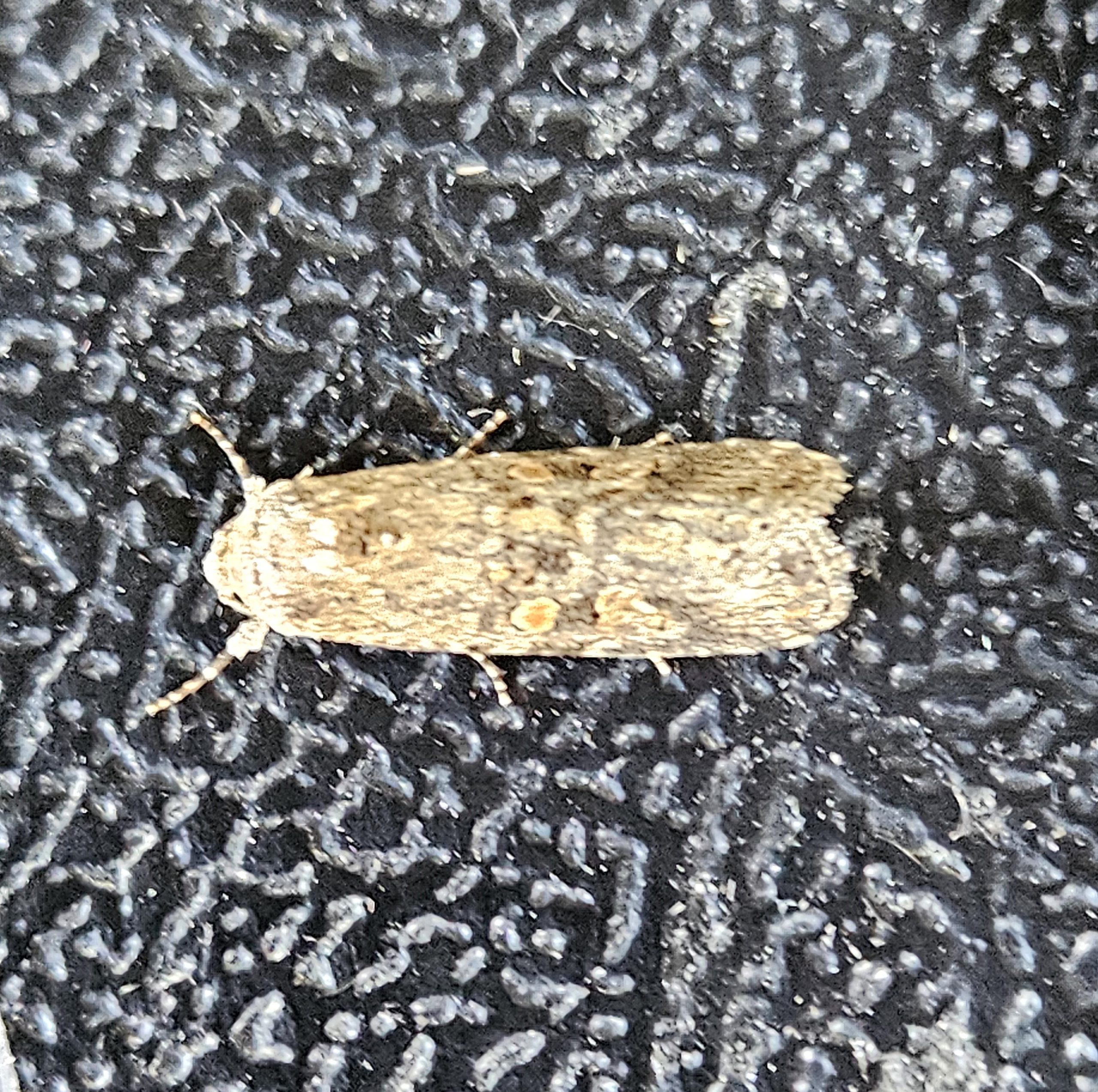 Small Mottled Willow - 16th August 2025 - Froggatt - Bryan Barnacle