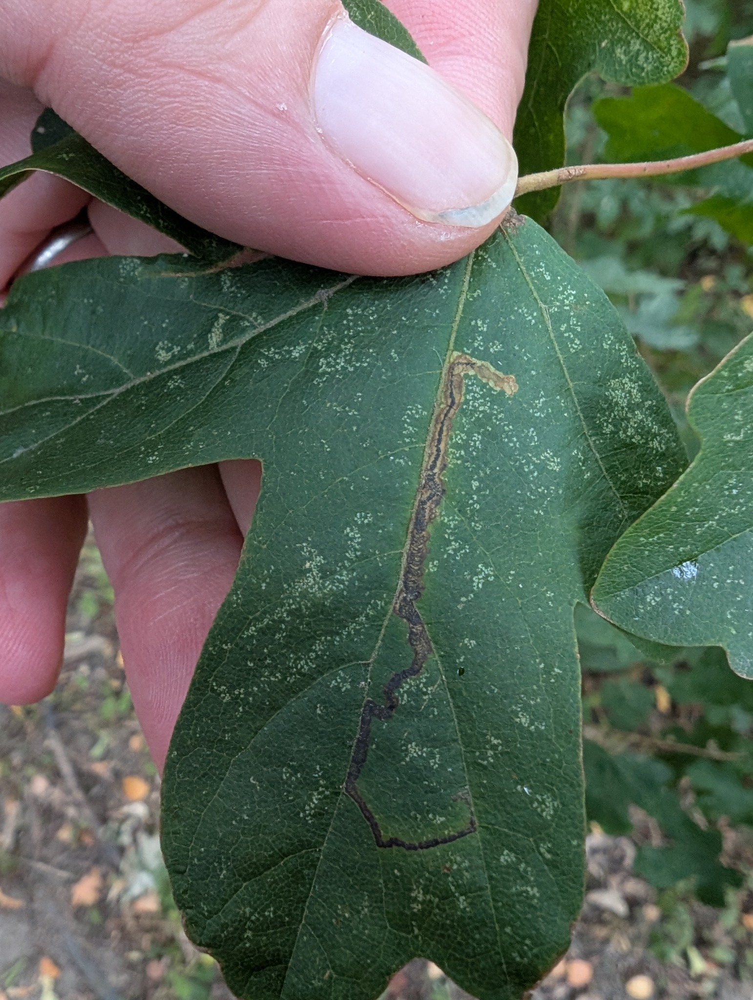 Maple Dot