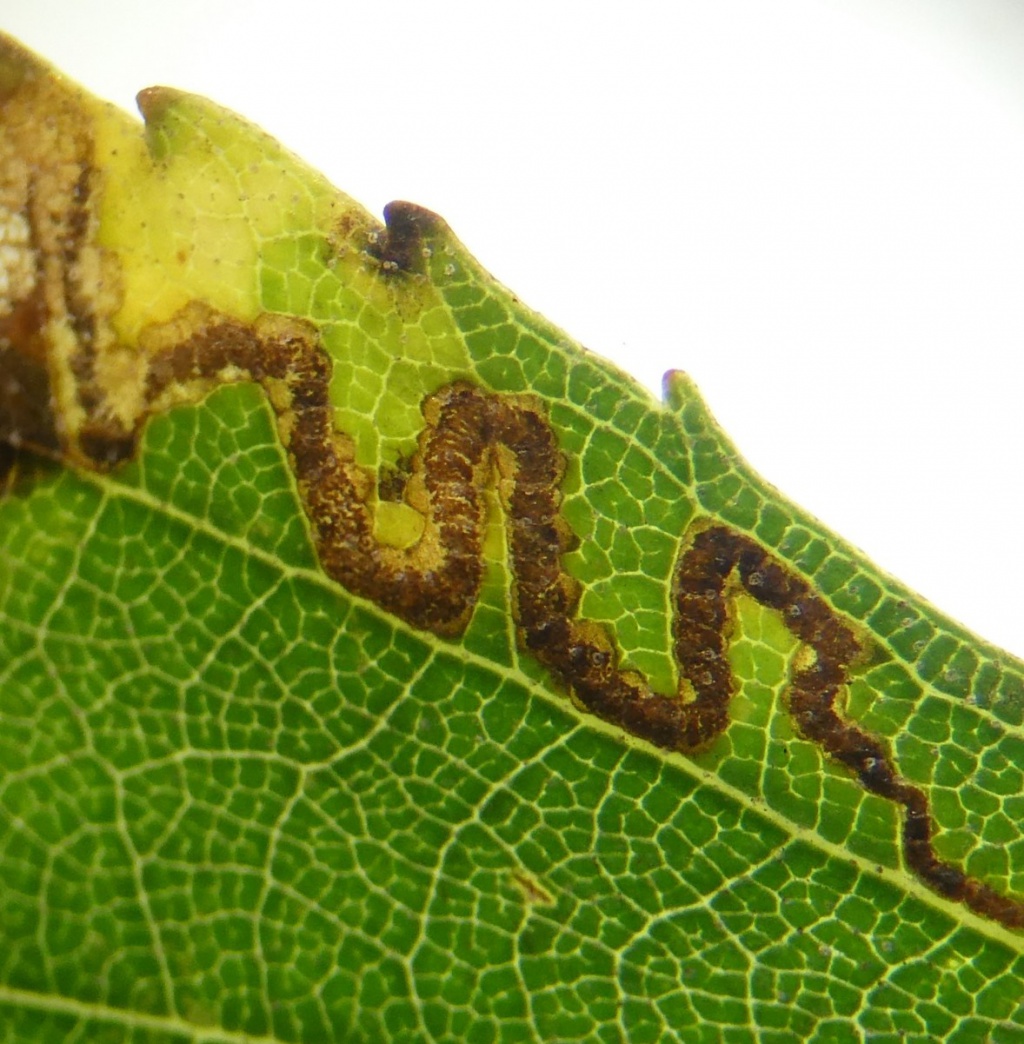 Glossy Birch Dot