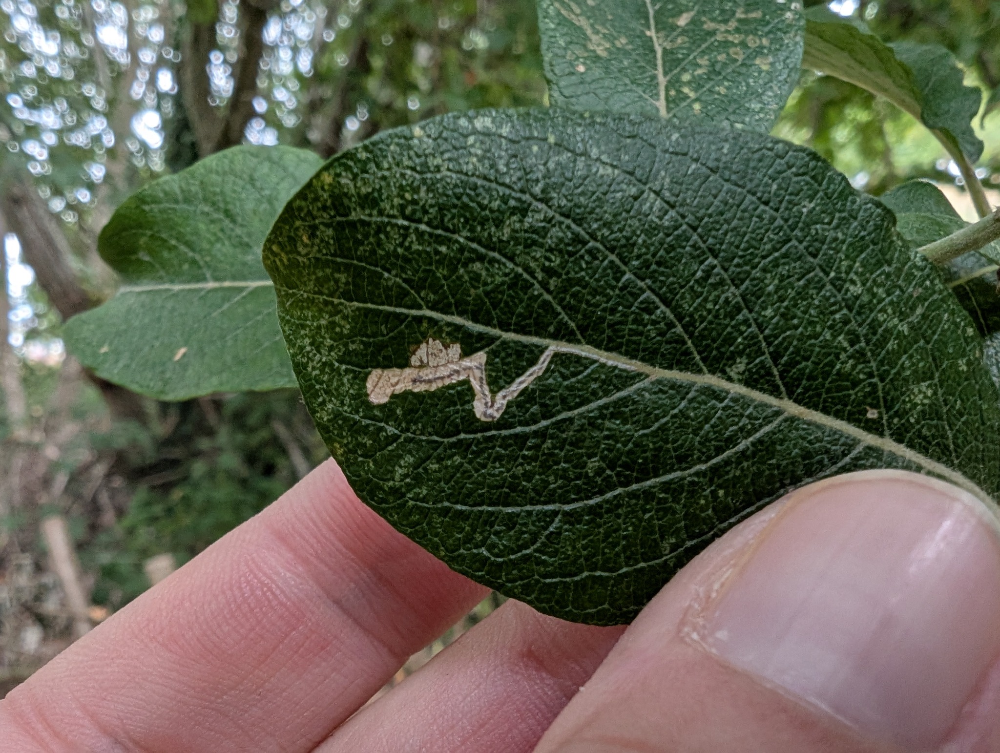 Stigmella salicis - 22nd August 2025 - Norton Lees - Pete Mella