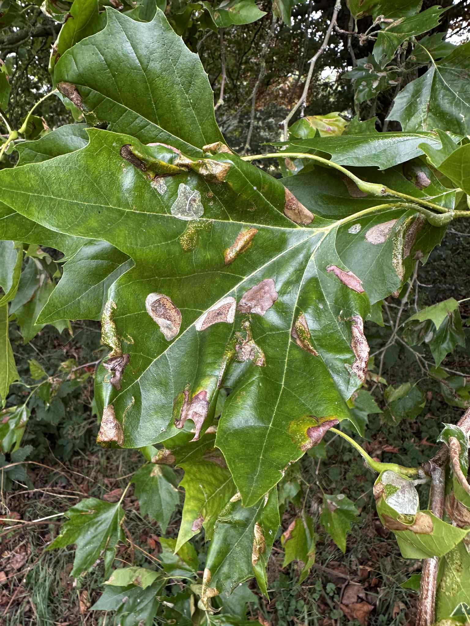 Phyllonorycter platani - Leaf Mine collected on 11th Aug 2025 from Alvaston Park, Derby - Sam Goddard