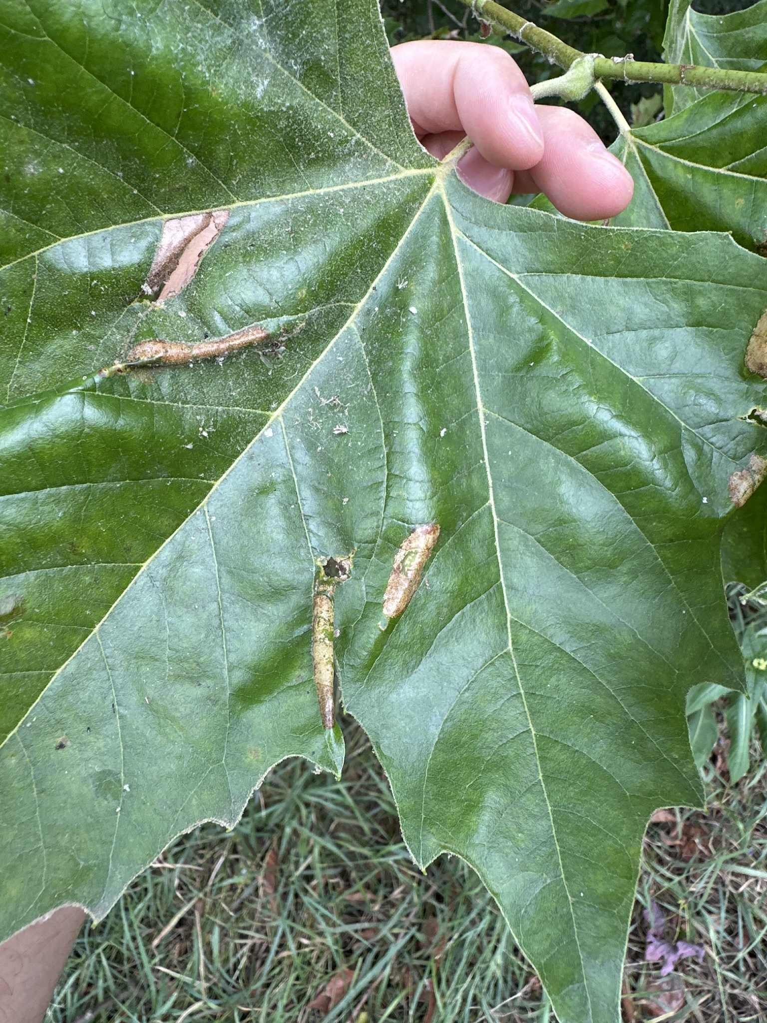Phyllonorycter platani - Leaf Mine collected on 11th Aug 2025 from Alvaston Park, Derby - Sam Goddard
