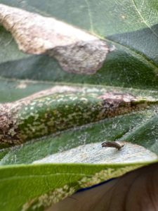 Phyllonorycter platani - Leaf Mine collected on 11th Aug 2025 from Alvaston Park, Derby  - Sam Goddard
