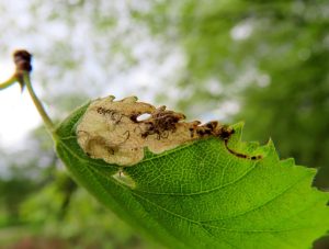 Eriocrania semipurella - 24th April 2024 - Wyver Lane, Belper - Dave Evans