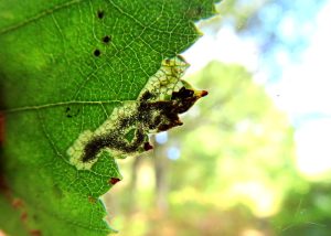 Ectoedemia minimella - Leaf Mine - 2nd Sept 2025 - Wyver Lane, Belper - Dave Evans
