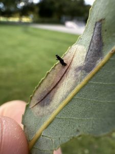 Phyllonorycter pastorella - 22nd September 2025 - Alvaston Park, Derby - Sam Goddard