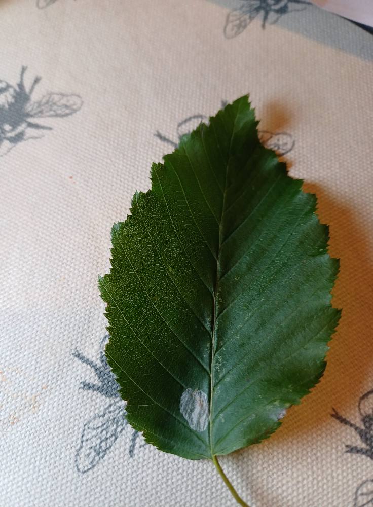 Dark Hornbeam Leaf-miner