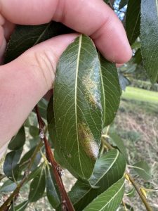 Phyllonorycter pastorella - 22nd September 2025 - Alvaston Park, Derby - Sam Goddard