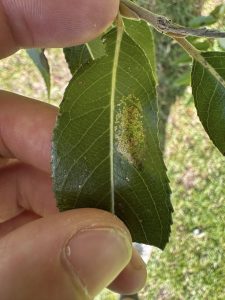 Phyllonorycter pastorella - 22nd September 2025 - Alvaston Park, Derby - Sam Goddard