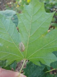 Phyllonorycter joannisi - 23rd September 2025 - Sunnyhill Park, Derby - Andrew-John Shervill