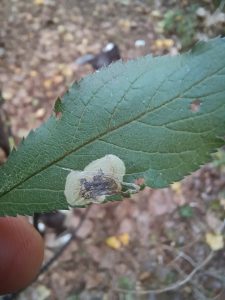 Phyllonorycter plagicolella - 23rd Sept 2025 - Sunnyhill Park, Derby - Andrew-John Shervill©