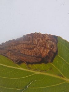 Stigmella catharticella - 29th September 2025 - Sunnydale LNR, Derby - Andrew-John Shervill