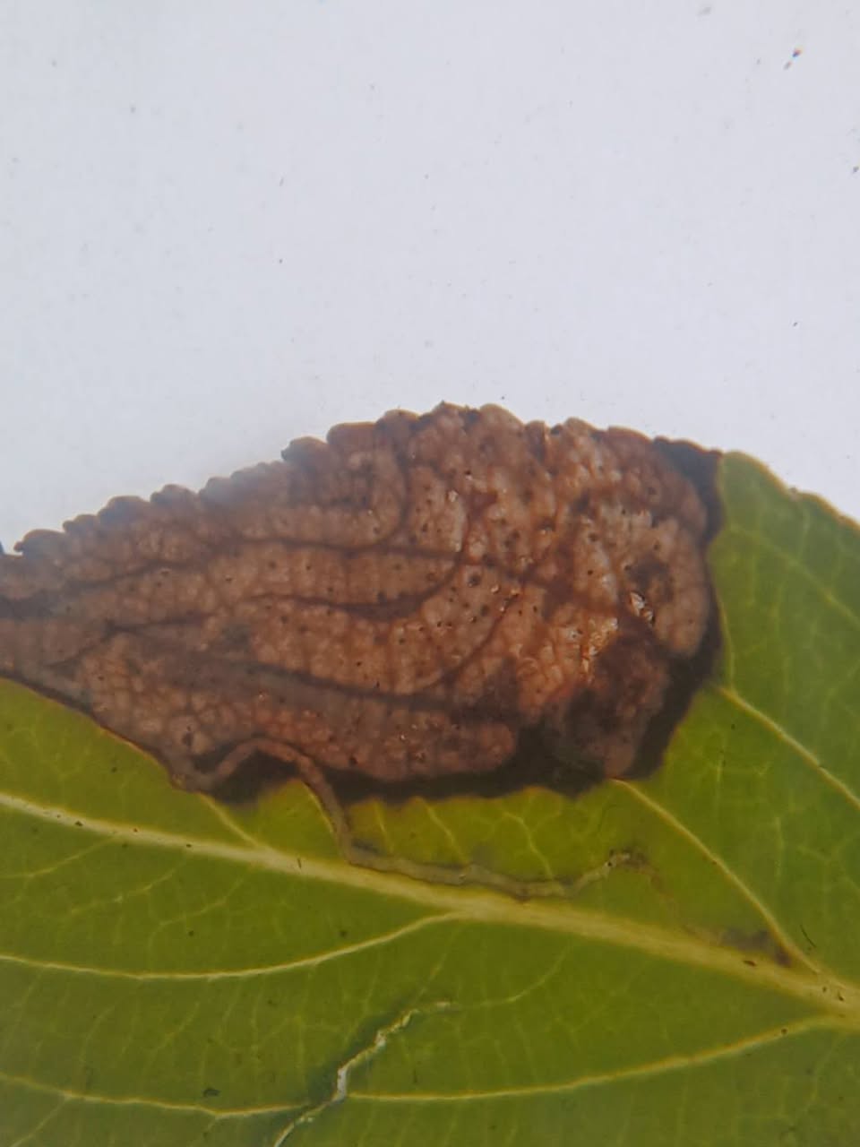 Buckthorn Dot
