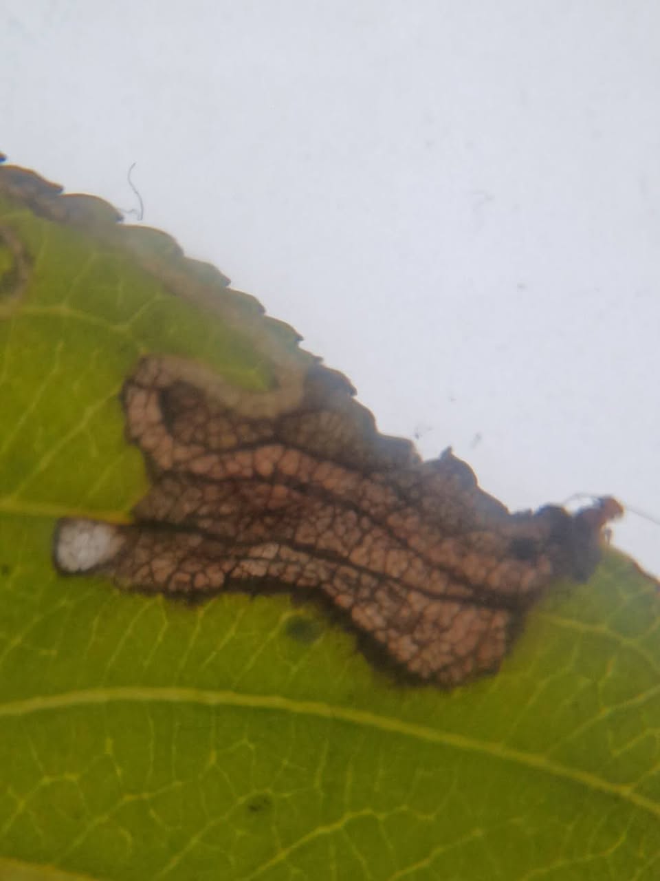 29th September 2025 - Sunnydale LNR, Derby - Andrew-John Shervill