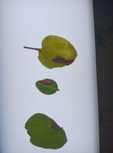 29th September 2025 - Sunnydale LNR, Derby - Andrew-John Shervill