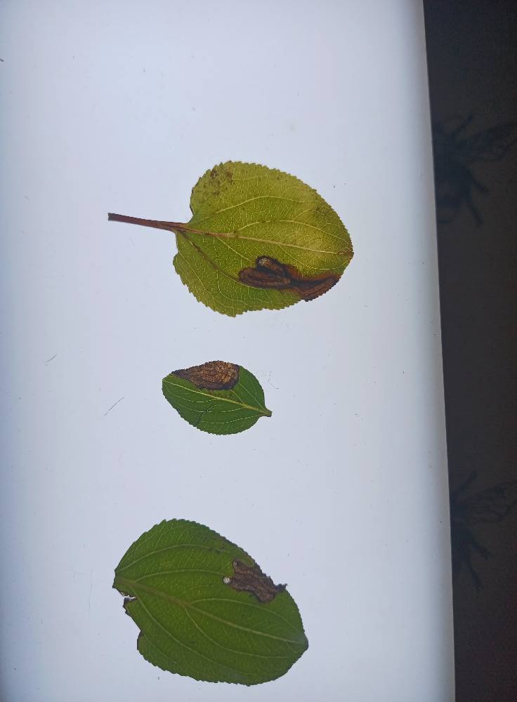 29th September 2025 - Sunnydale LNR, Derby - Andrew-John Shervill