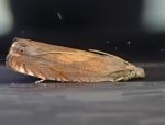 49.318 BF1284 – Orange-spot Yarrow Moth (Dichrorampha vancouverana)