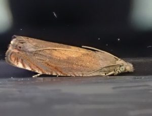 Dichrorampha vancouverana - 1st July 2024 - Norton Lees - Pete Mella