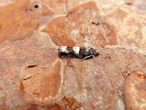 Epinotia demarniana - 25th June 2025 - Belper - Dave Evans