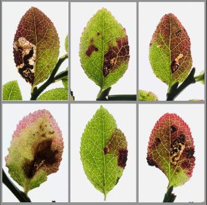 Stigmella myrtillella - 31st August 2025 - Chunal Moor, Glossop - Christian Heintzen