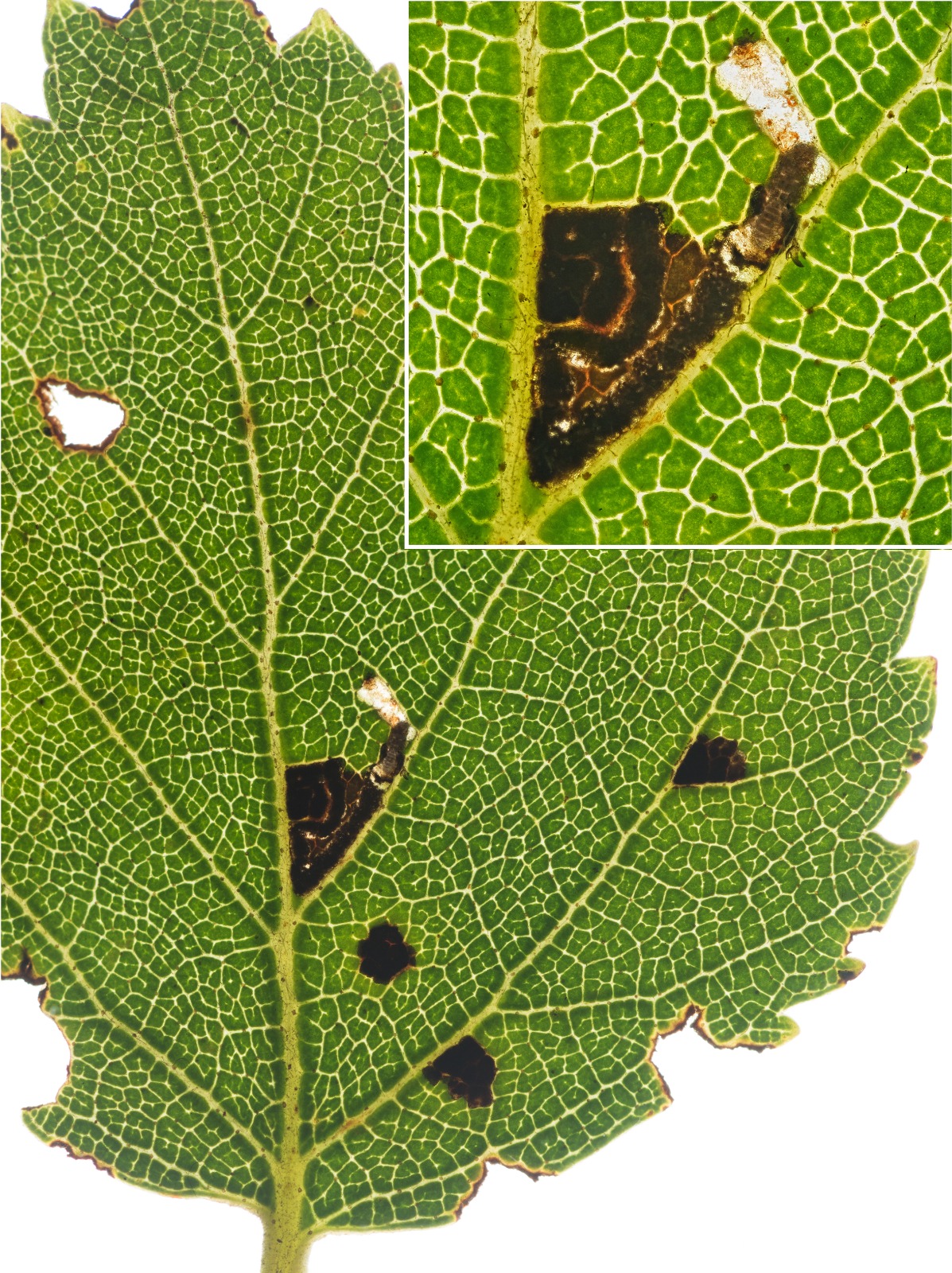 Bucculatrix demaryella - 29th August 2025 - Torside Clough - Christian Heintzen