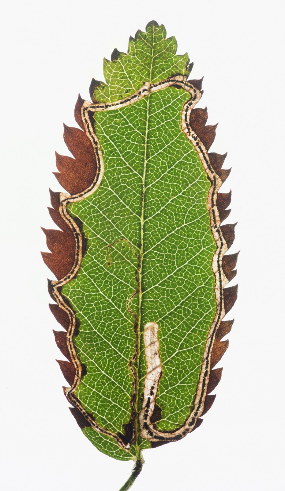 Lyonetia clerkella - 31st August 2025 - Shawmoor, Glossop - Christian Heintzen