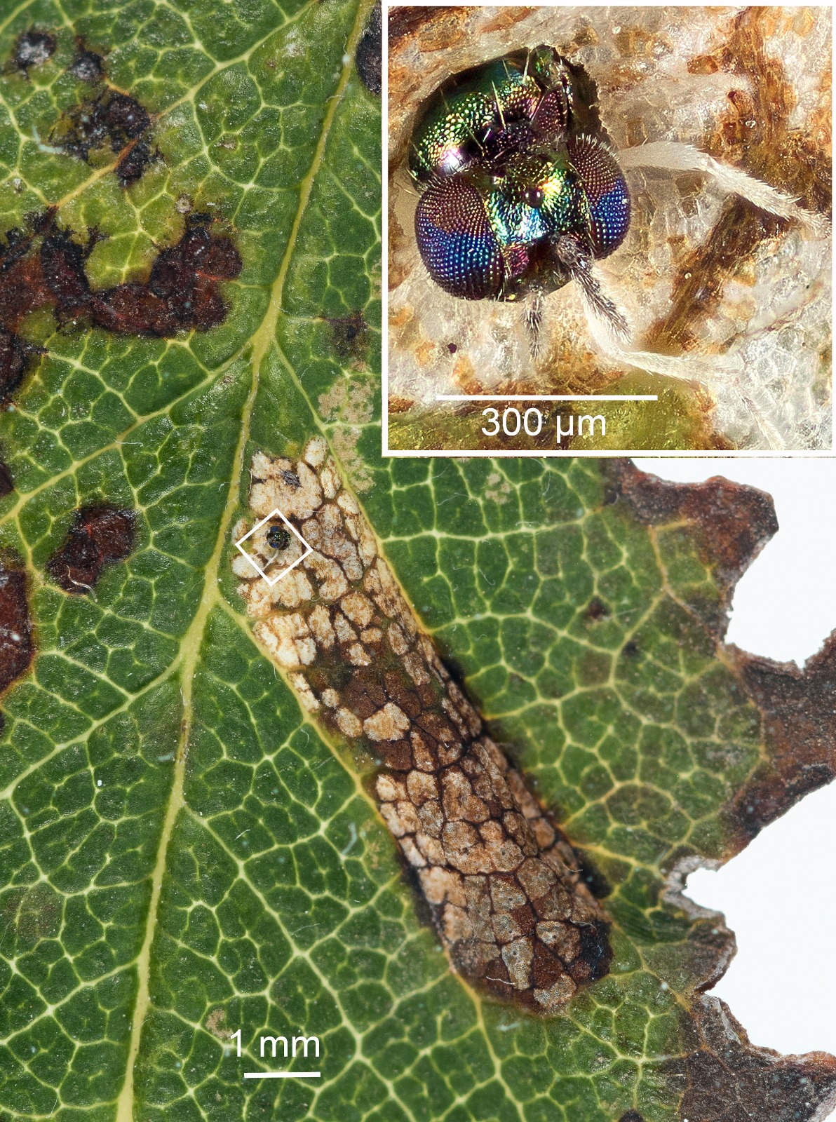 Phyllonorycter sorbi 29th of August -Longdendale - Torside Clough -Christian Heintzen