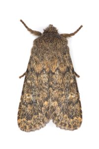 Brindled Ochre- 29th Sept 2025 - Gnat Hole, Glossop - Christian Heintzen©