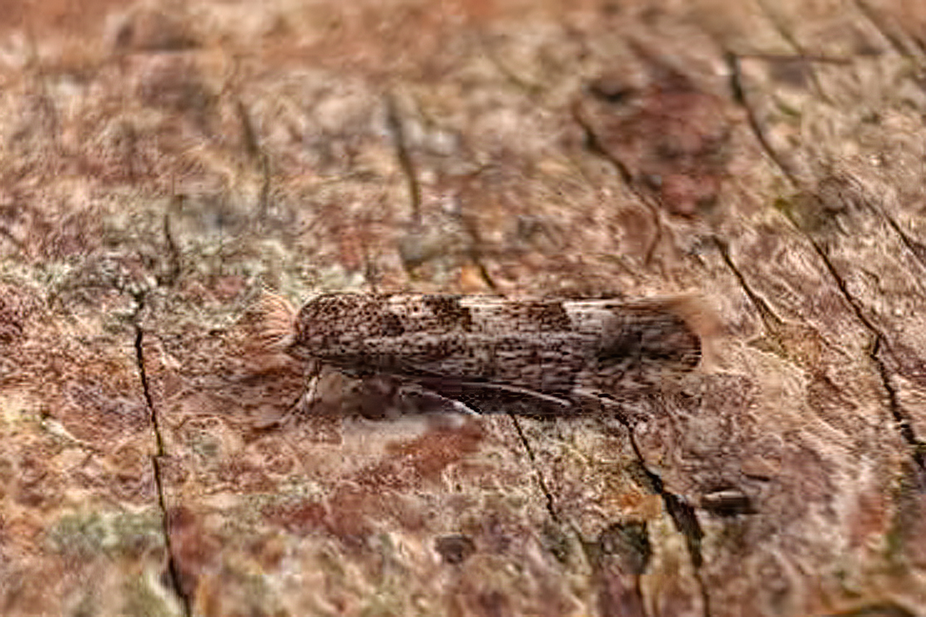 Royal Leaf-miner