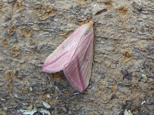 Vestal - 5th Sept 2025 - Staunton Harold Res - Margaret McLoughlin