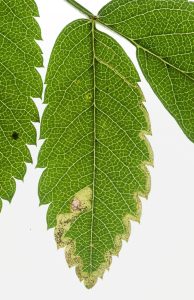 Stigmella nylandrella - 1st Sept 2025 - Glossop - Christian Heintzen©