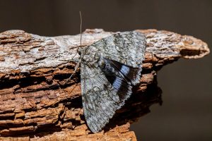 Clifden Nonpareil - 11th Sept 2025 - North Wingfield - Shane Harper